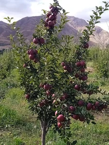 باغ میراحمر سیدپوریام