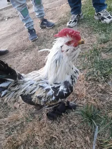 بازار پرندگان خلیج فارس 5