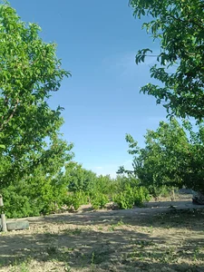 باغستان عمران همرنگ