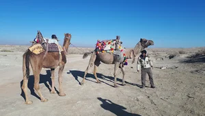 Camel Riding Resort