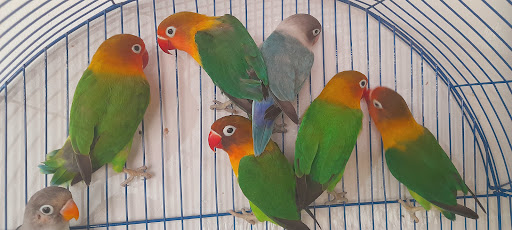 رشت سیاه اسطلخ