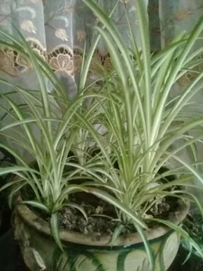 گلخانه اقاقیا