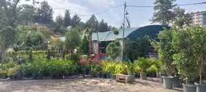 باغ گل ايران رز