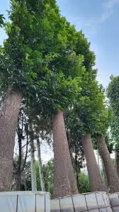 درخت چنار بن بالا - بن بالا