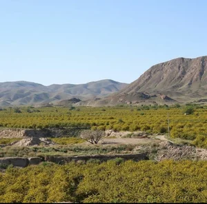 زعفران نمونه