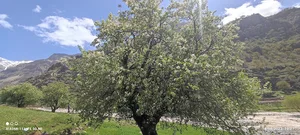 نازی