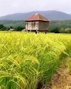 شالیزار، برنج گیلان
