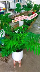 گل فروشی رضا 5