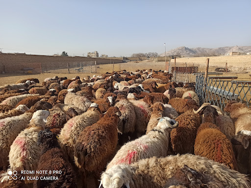 دامداری و دامپروری اسحاق انوری