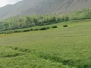 میرادینه