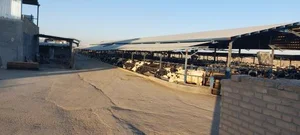 دامداری برادران حسینی