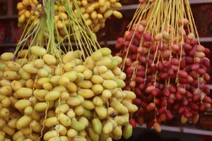 خرماي نخلستان