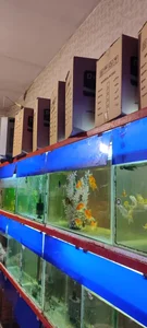 آکواریوم اسکار 2