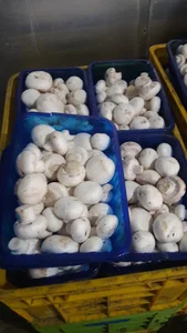 شرکت قارچ چشمه