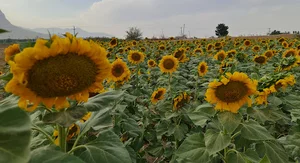 مزرعه آفتابگردان