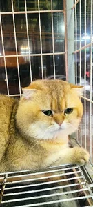 پت شاپ کلبه پرندگان پرطلا 3