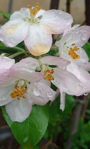 خواروبار یاس