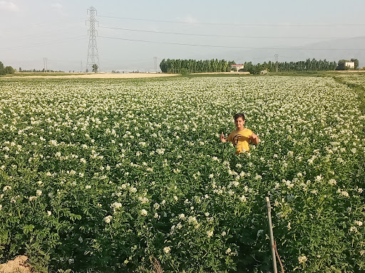 مزرعه محمد قاسمی