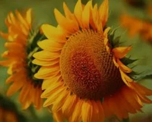 تخمه داغ چهارباغ 5