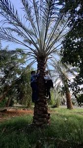 رستوران نخل سبز ارگ جدید شهرستان بم