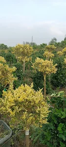 نفر خیل