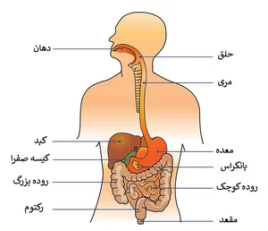 دکتر هدی حمید