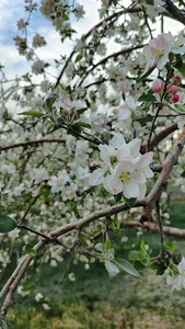 Qızıl zəmi(قیزیل زمی)