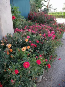 گلخانه مریم گلی