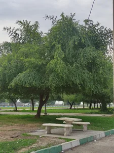 کافه فلاحت