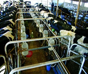 کشت و صنعت و دامپروری مغان - راهنمای گردشگری منطقه مغان