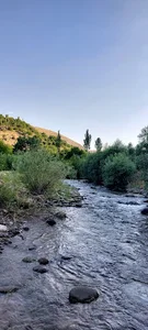 صوفی چای