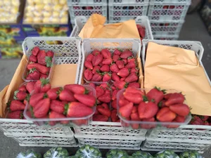 بارفروشی شمس(سیدباقر)
