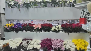 گلستان گلشا 3