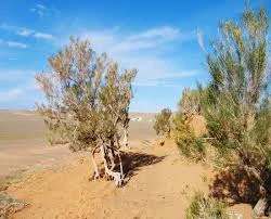کویر فخره | تور کویر فخره