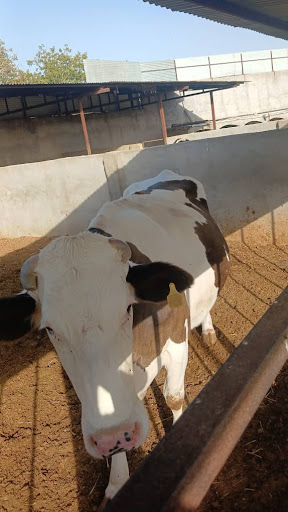 گاوداری شهسواری