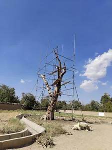 درخت پرندگان چوبین