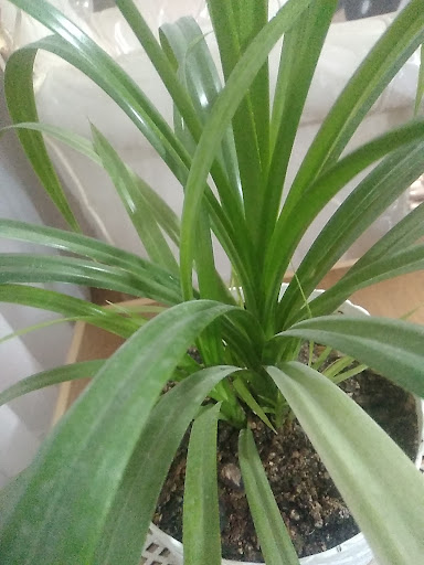 سبزی فروشی
