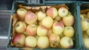 میوه سرای قاصدی
