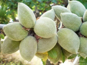 باغ بادم(خورشید)