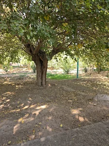 بوستان سرو