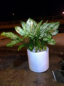 گلخانه سالار 2