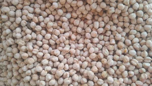 حبوبات عباس خسروی 5