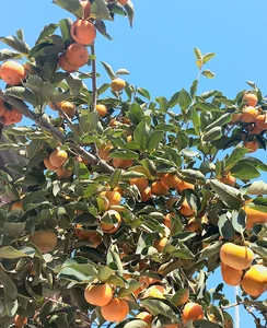 نهالستان 110