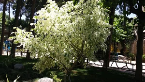 استخر قبا (رسانه)