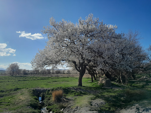 گلدره