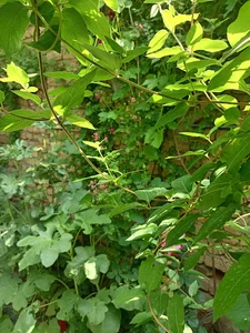 باغ ویلا خانوادگی حجت صالحی