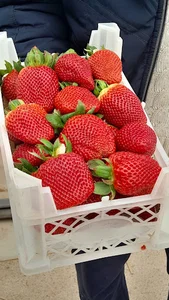 مجتمع گلخانه ای درجزین
