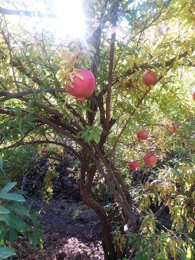 سوره زمیه