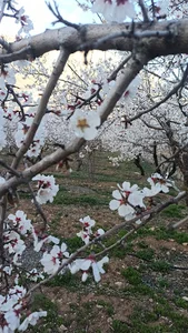 باغ بادام بافرینش2