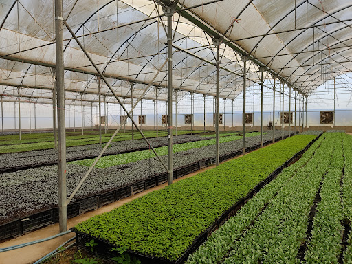 گلخانه مصدق | Mossadegh greenhouse
